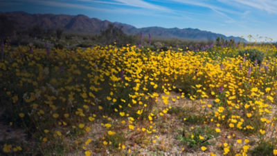 Super bloom Wildflowers, Joshua Tree National Park, California