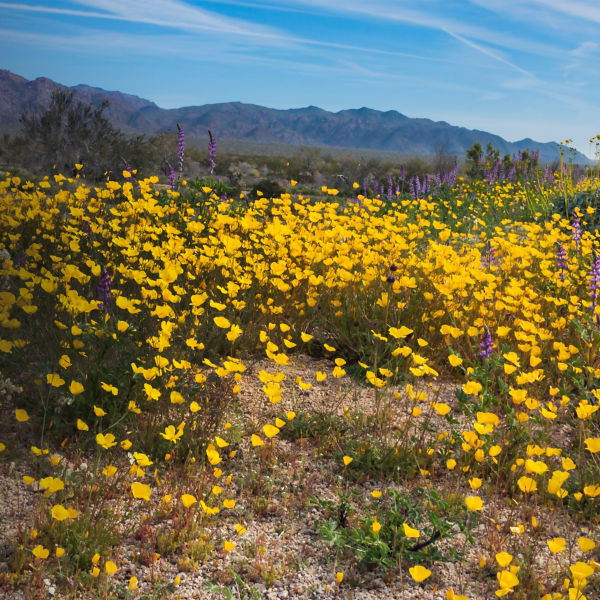 Super bloom Wildflowers, Joshua Tree National Park, California