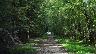 Path through the forest at Cochran Mill Nature Preserve in Chattahoochee Hills, Georgia.