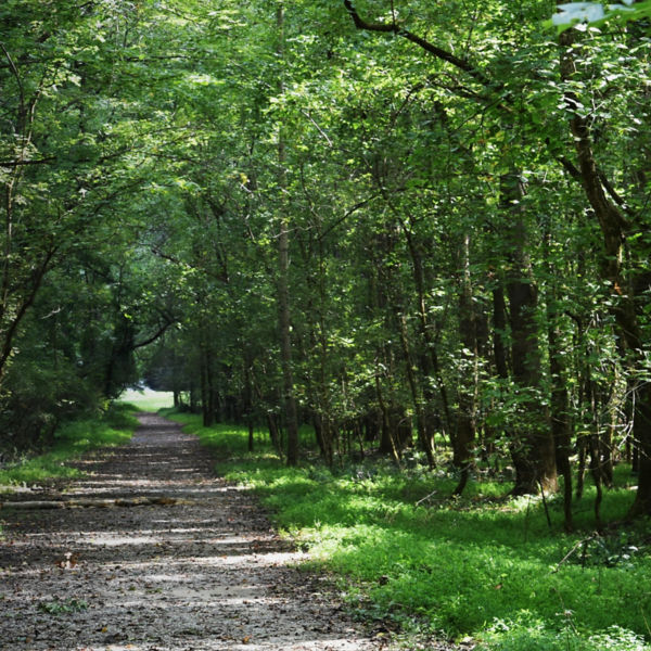 Path through the forest at Cochran Mill Nature Preserve in Chattahoochee Hills, Georgia.
