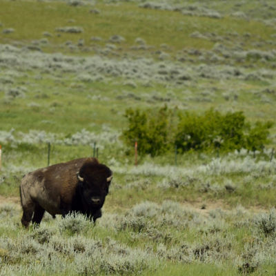 Lone purebred bison from the Elk Island National Park, Canada, on the American Prairie Reserve.