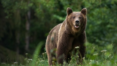 Large Carpathian brown bear portrait in the woods 