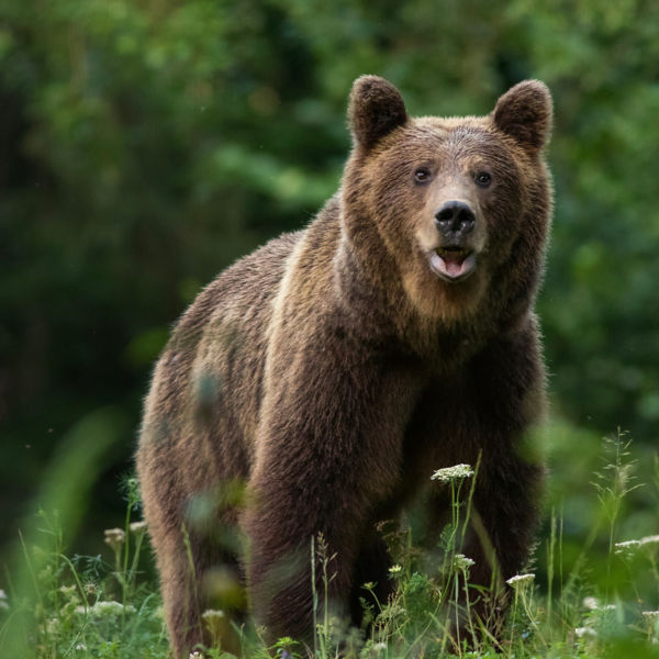 Large Carpathian brown bear portrait in the woods 