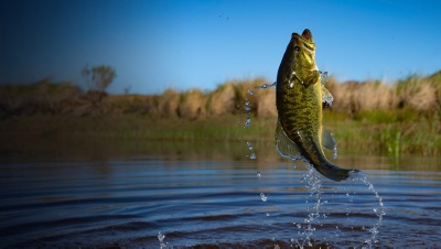 Fishing Big Bass Large mouth on lake with blue sky at dawn, sunrise