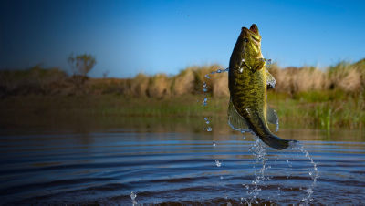 Fishing Big Bass Large mouth on lake with blue sky at dawn, sunrise