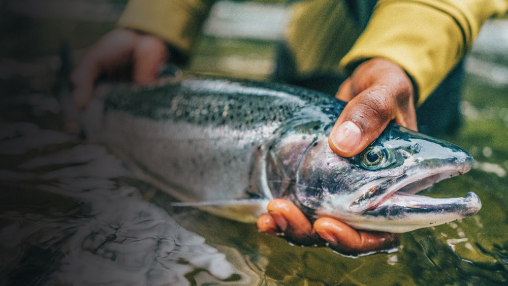 Pink Salmon Basics – Float Fishing – Gone Fishing Northwest