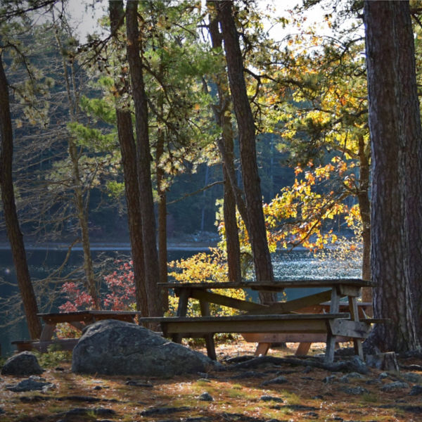 icnic benches at Myles Standish State Forest, Plymouth MA