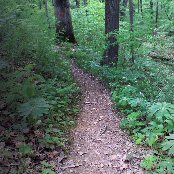 Zaleski State Forest Hike Backpacking Trail