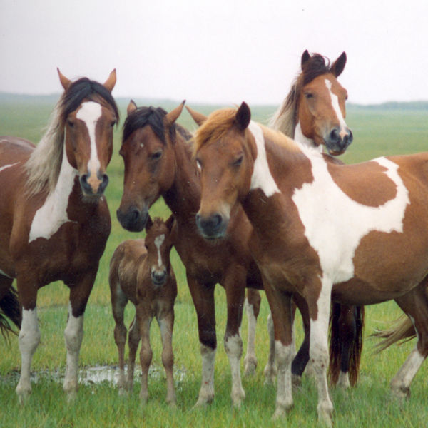 Band of horses in the saltmarsh at Assateague Island National Seashore.