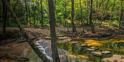 A forest view of Scioto Grove Metro Park 