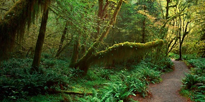 Hoh Rainforest, Olympic National Park, Washington