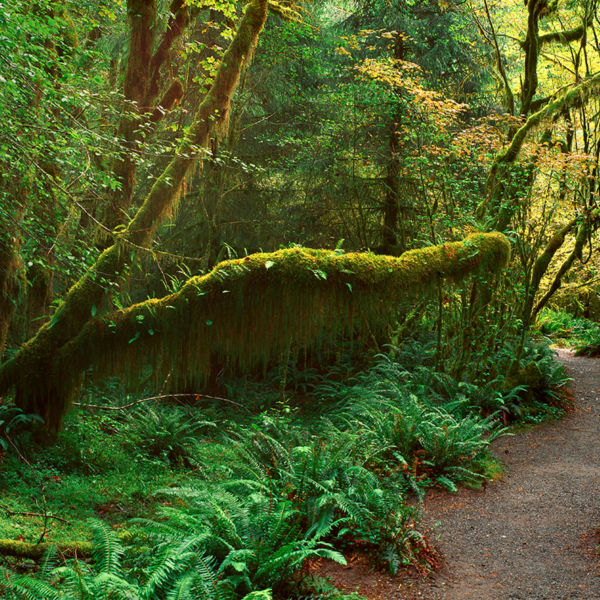 Hoh Rainforest, Olympic National Park, Washington