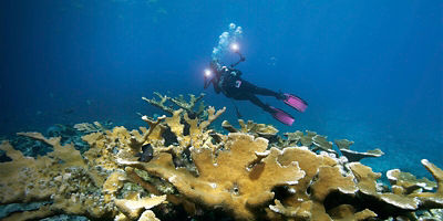 Elkhorn Coral, Key Largo, Florida