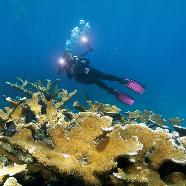 Elkhorn Coral, Key Largo, Florida