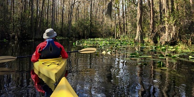 A couple in kayaks paddling through the great blackwater swamp at Okefenokee national wildlife refuge near Folson, Georgia USA.