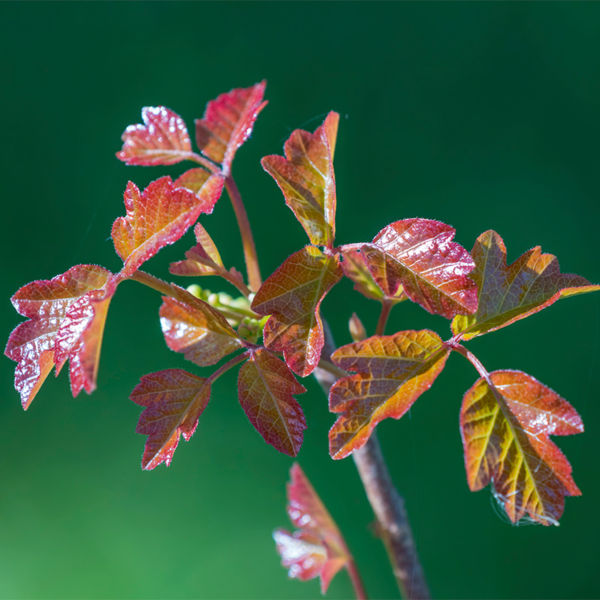 Poison oak in spring, shiny red and green leaves of young plant close up 