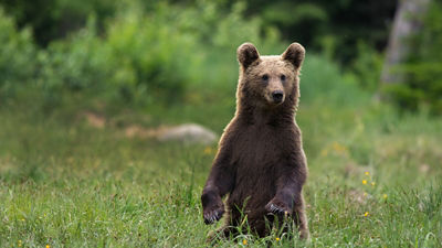 Wild Carpathian brown bear cub portrait while standing in natural environment in the woods outdoors while looking in camera.