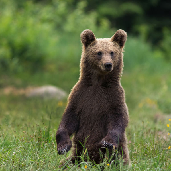 Wild Carpathian brown bear cub portrait while standing in natural environment in the woods outdoors while looking in camera.