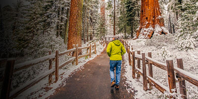 A light dusting of snow covers the ground as a man walks beneath the large trees in Sequoia National Park, California.