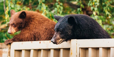 bears on trashcan