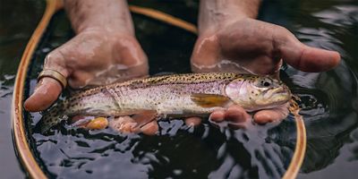 A person holding a fish in a net, while in a creek.