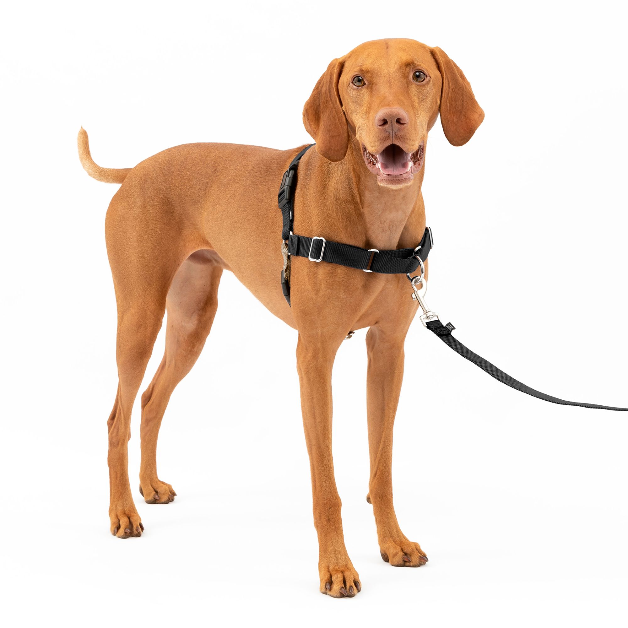 PetSafe Easy Walk Dog Harness, No Pull Dog Harness, Adjustable Dog Harness, Black, Multiple Sizes, size: Medium | PetSmart
