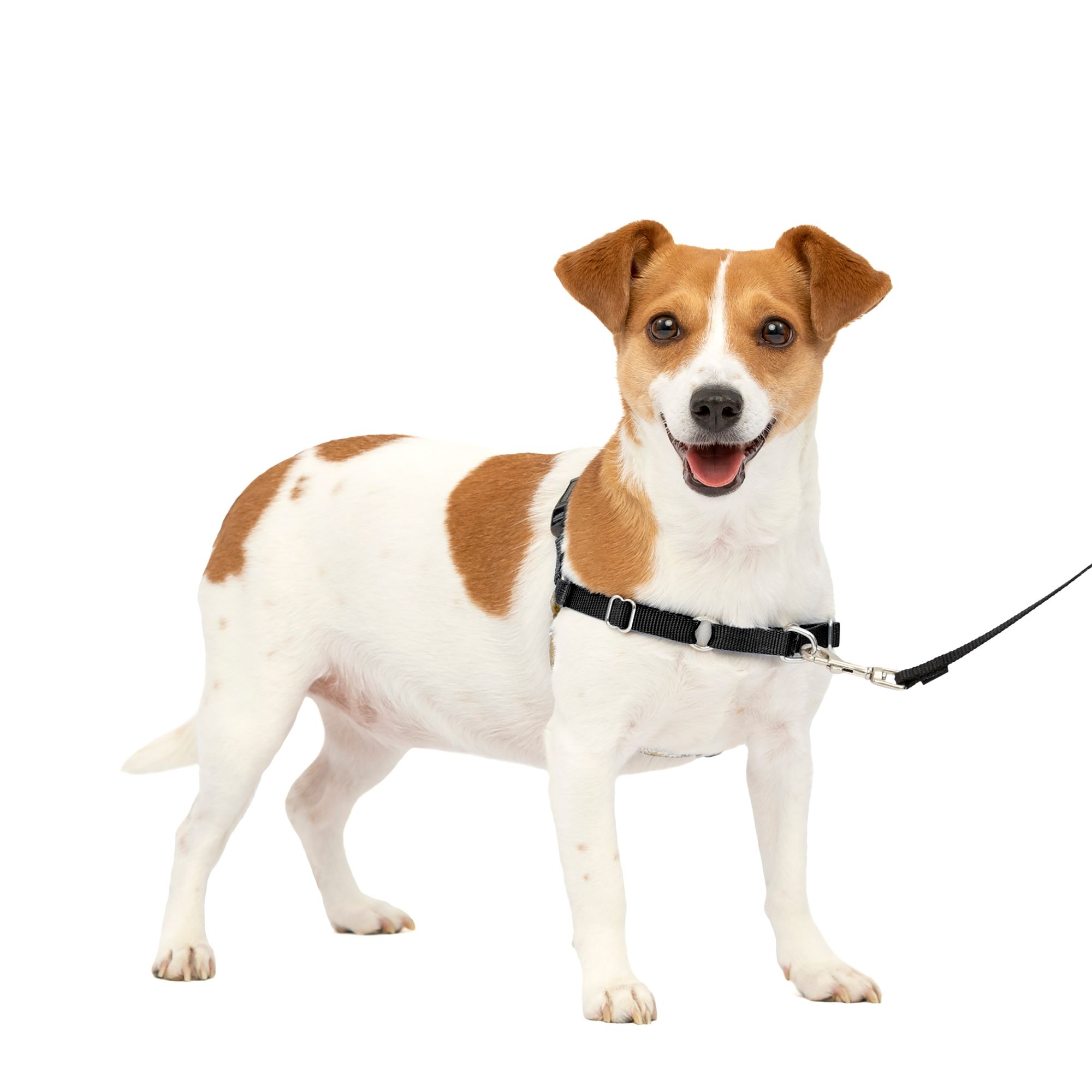 PetSafe Easy Walk Dog Harness, No Pull Dog Harness, Adjustable Dog Harness, Black, Multiple Sizes, size: Small | PetSmart