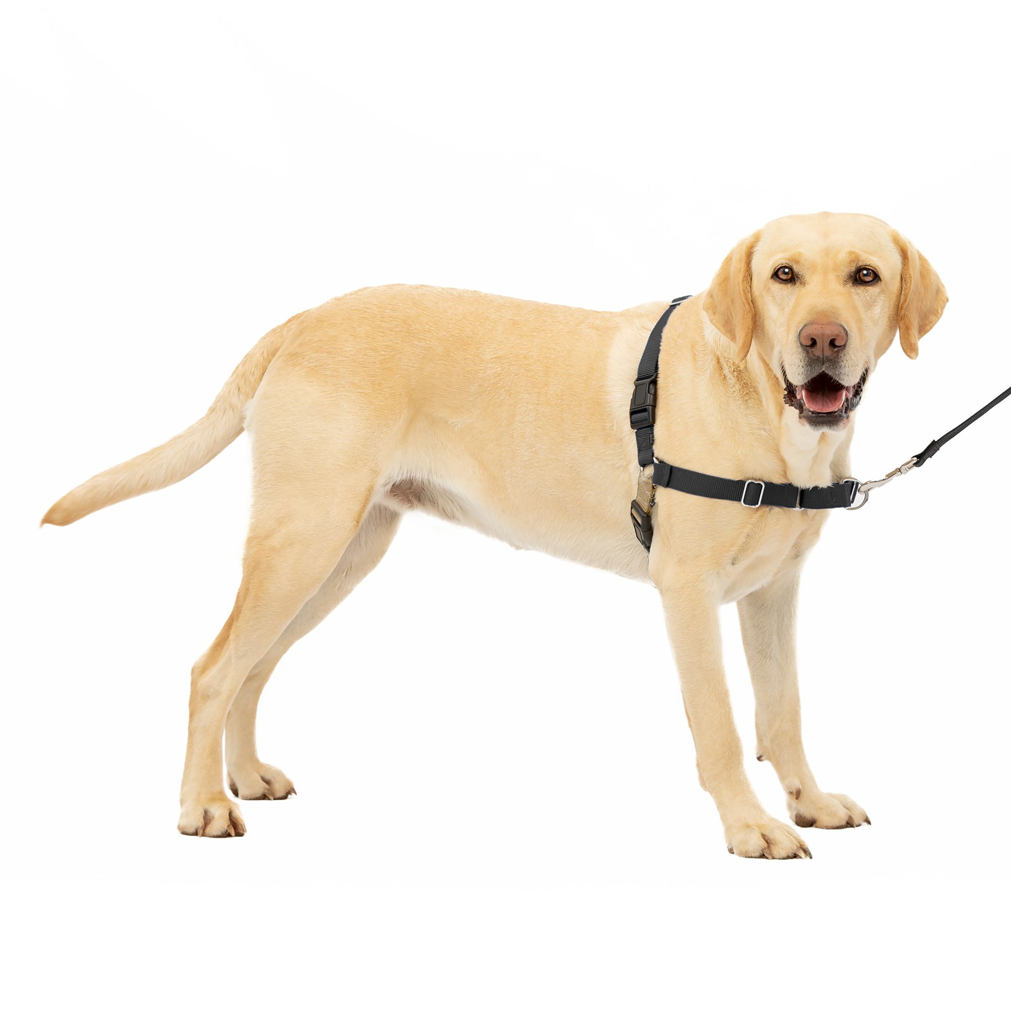 PetSafe Easy Walk Dog Harness, No Pull Dog Harness, Adjustable Dog Harness, Black, Multiple Sizes, size: Large | PetSmart