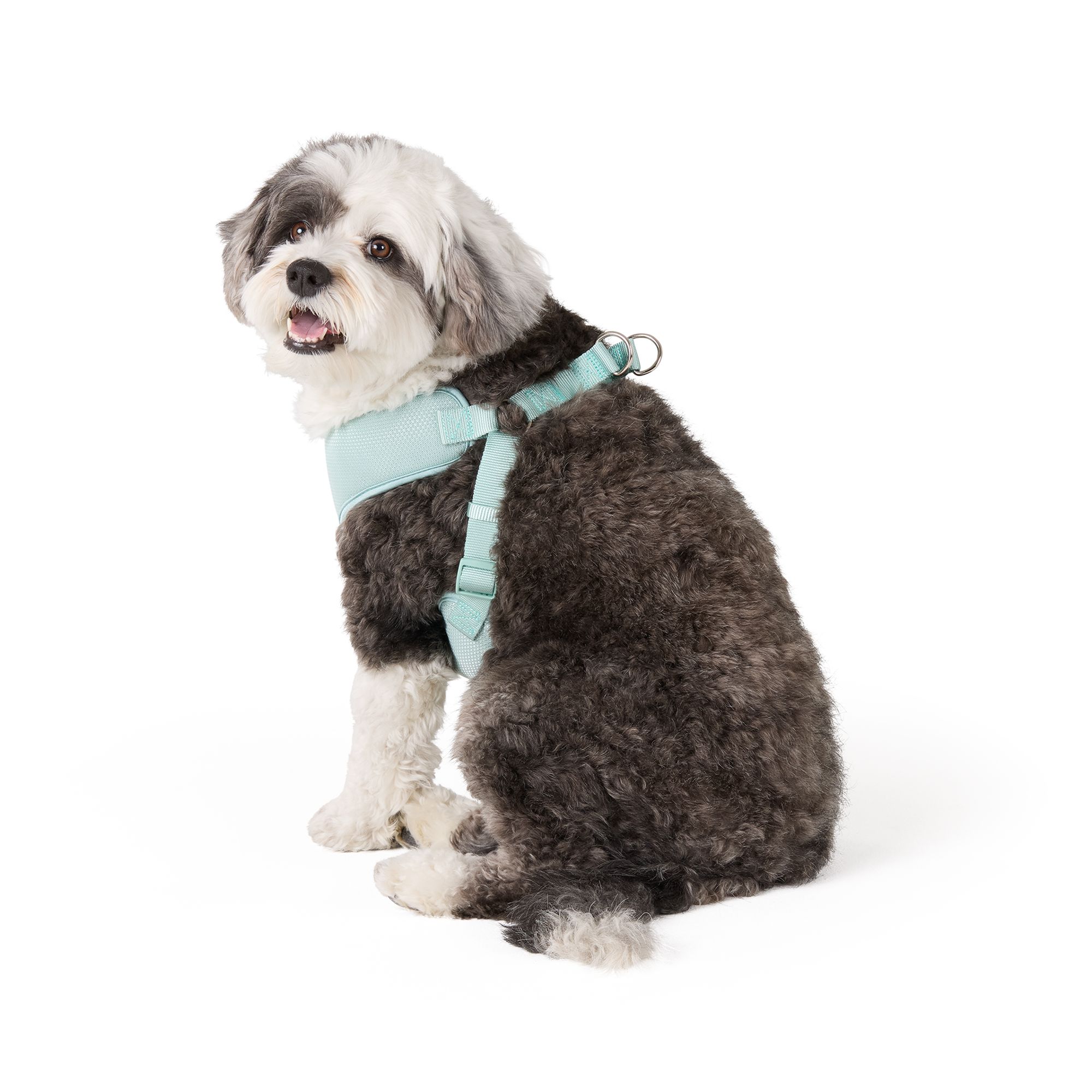 Top Paw Mesh Dog Harness, Adjustable, Neoprene, Mesh, Color and Size Vary in Mint, size: Small | PetSmart