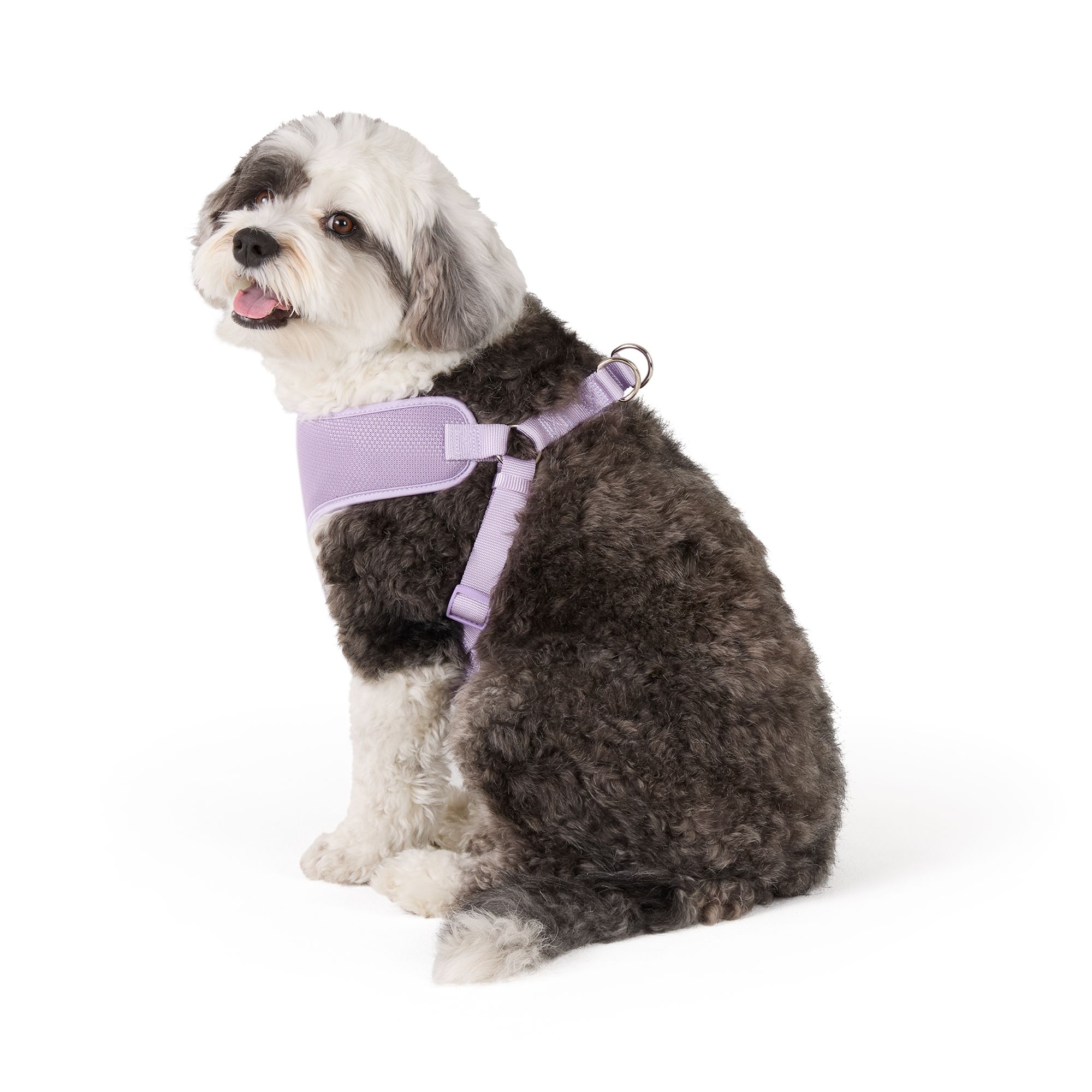 Top Paw Mesh Dog Harness, Adjustable, Neoprene, Mesh, Color and Size Vary in Lavender, size: Large | PetSmart