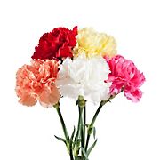 Carnations, 200 ct. - Assorted