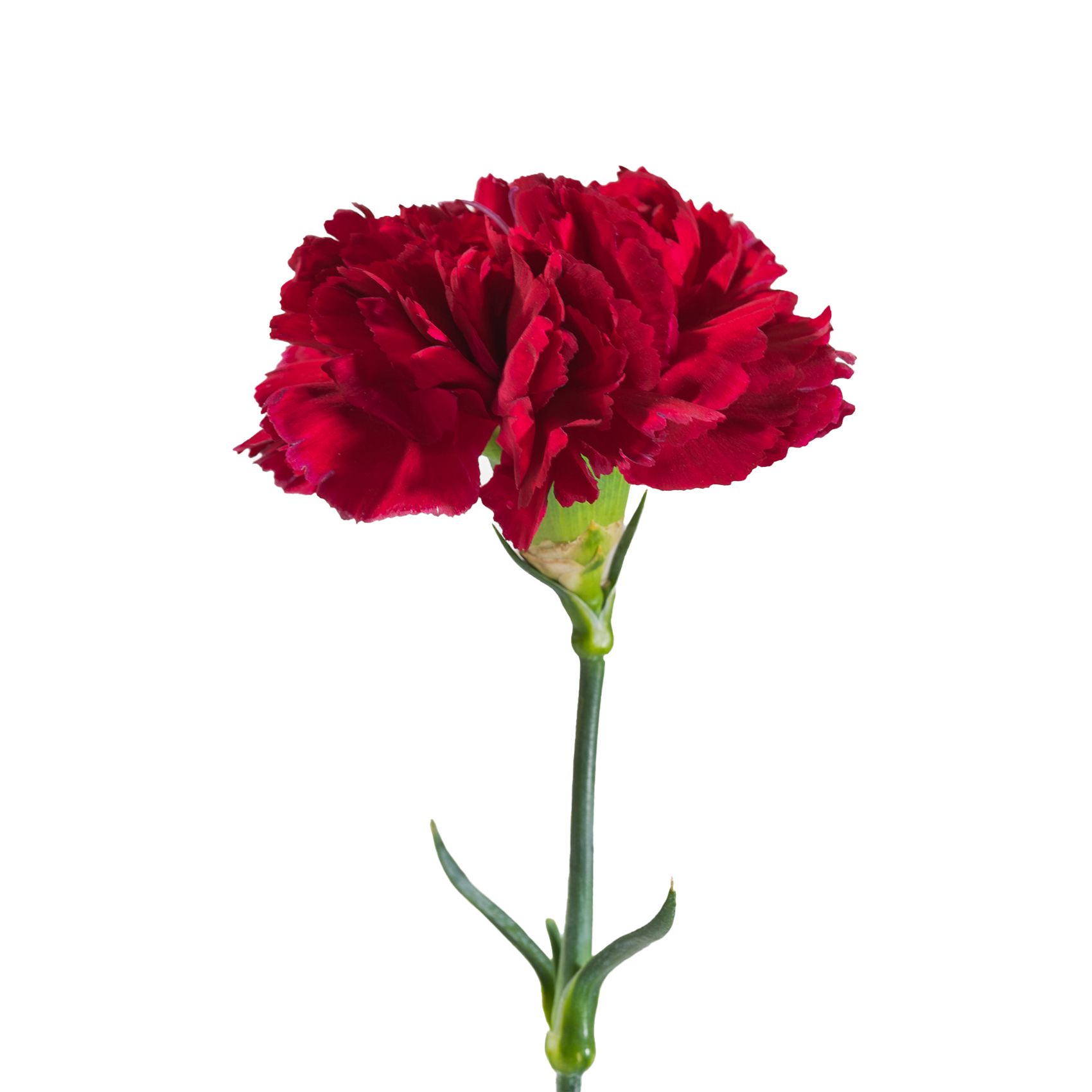 Carnation Wedding Assortment, 100/100 Stems - White, Hot Pink