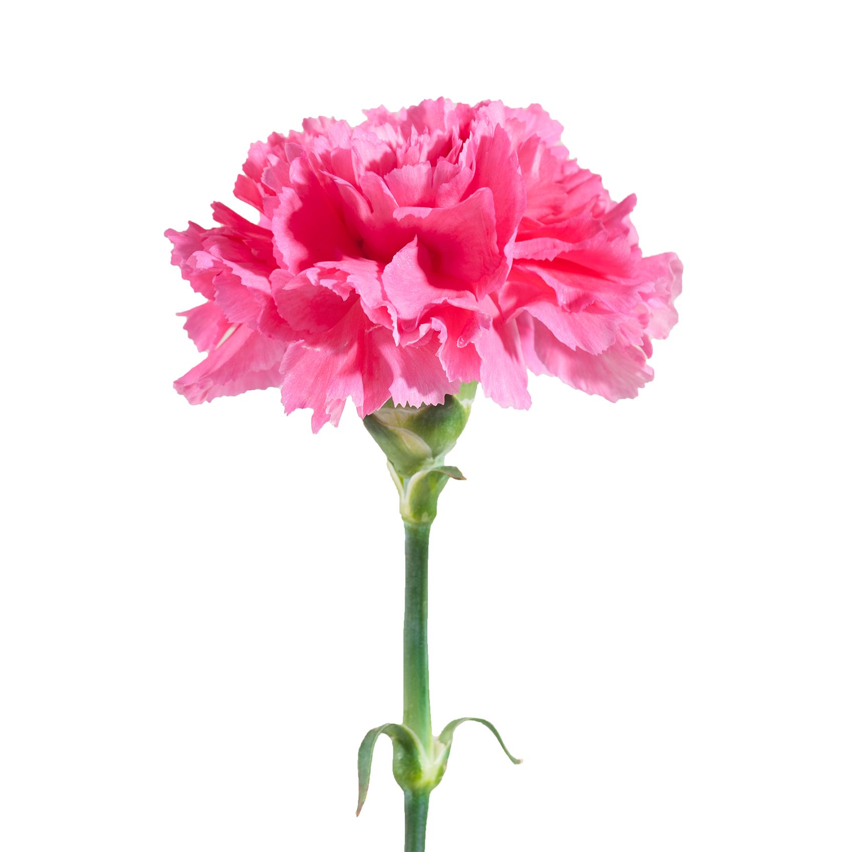 Hot Pink Standard Carnation - Eagle-Link Flowers