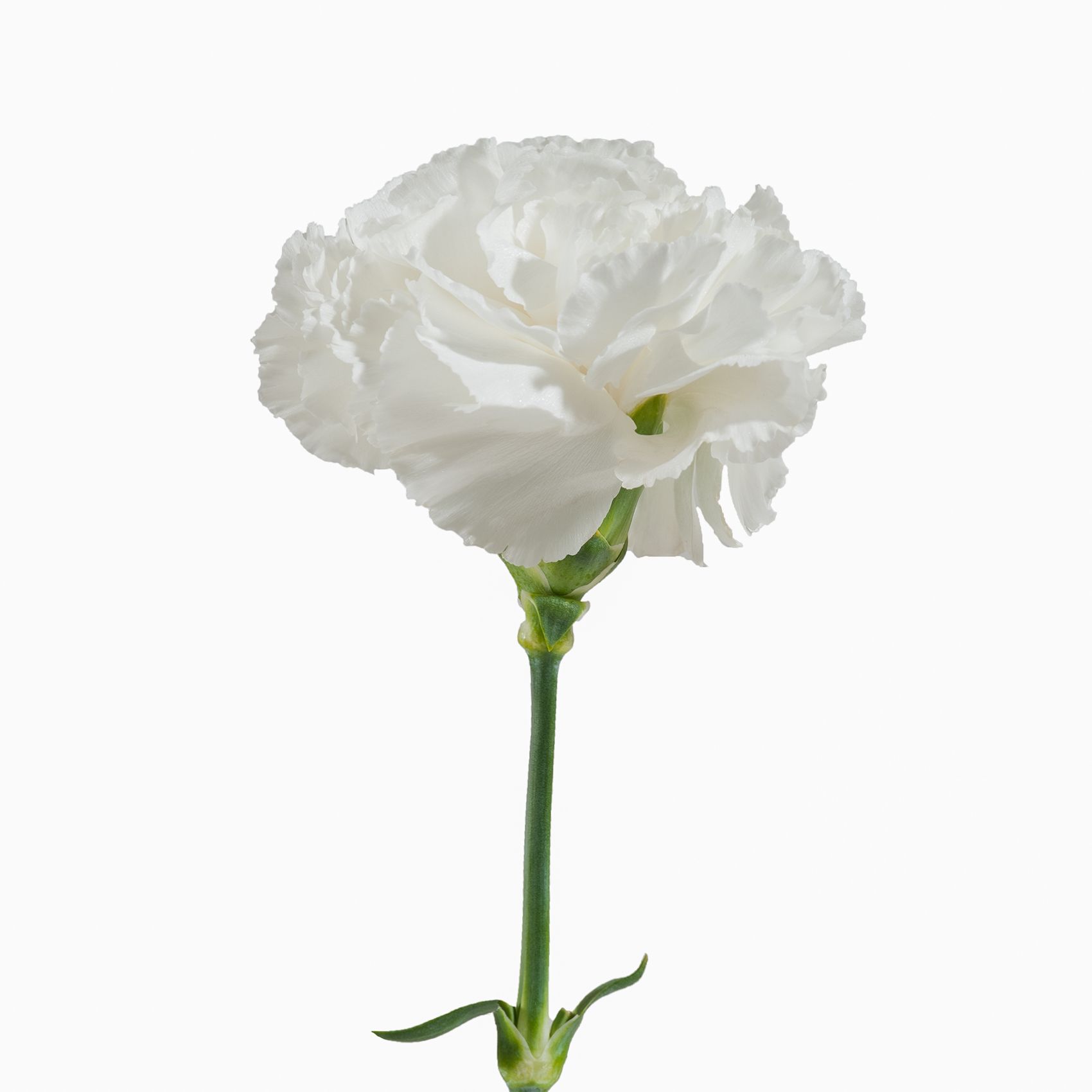 Carnations, 200 ct. - White