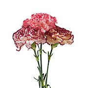 Grower's Choice Carnations, 200 ct. - Novelty Assorted