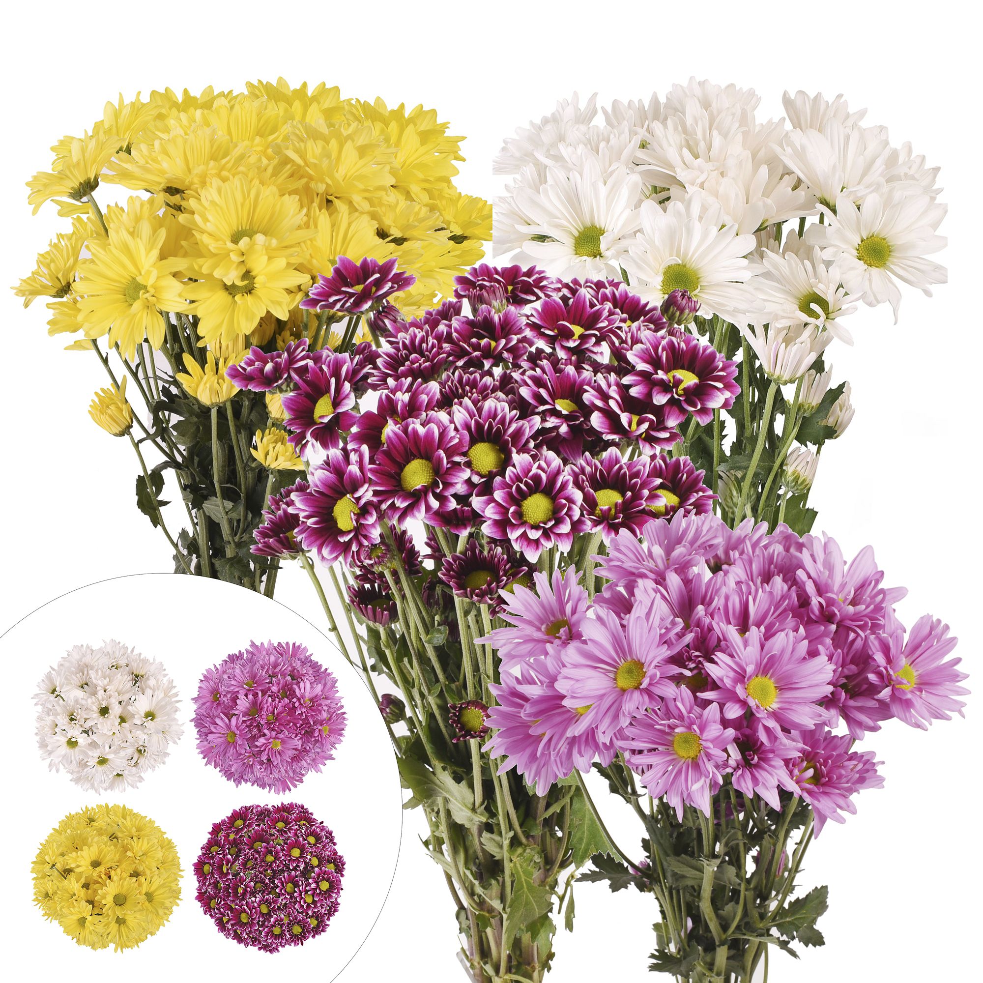 Daisies, 84 Stems - Assorted