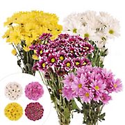 Daisies, 84 Stems - Assorted