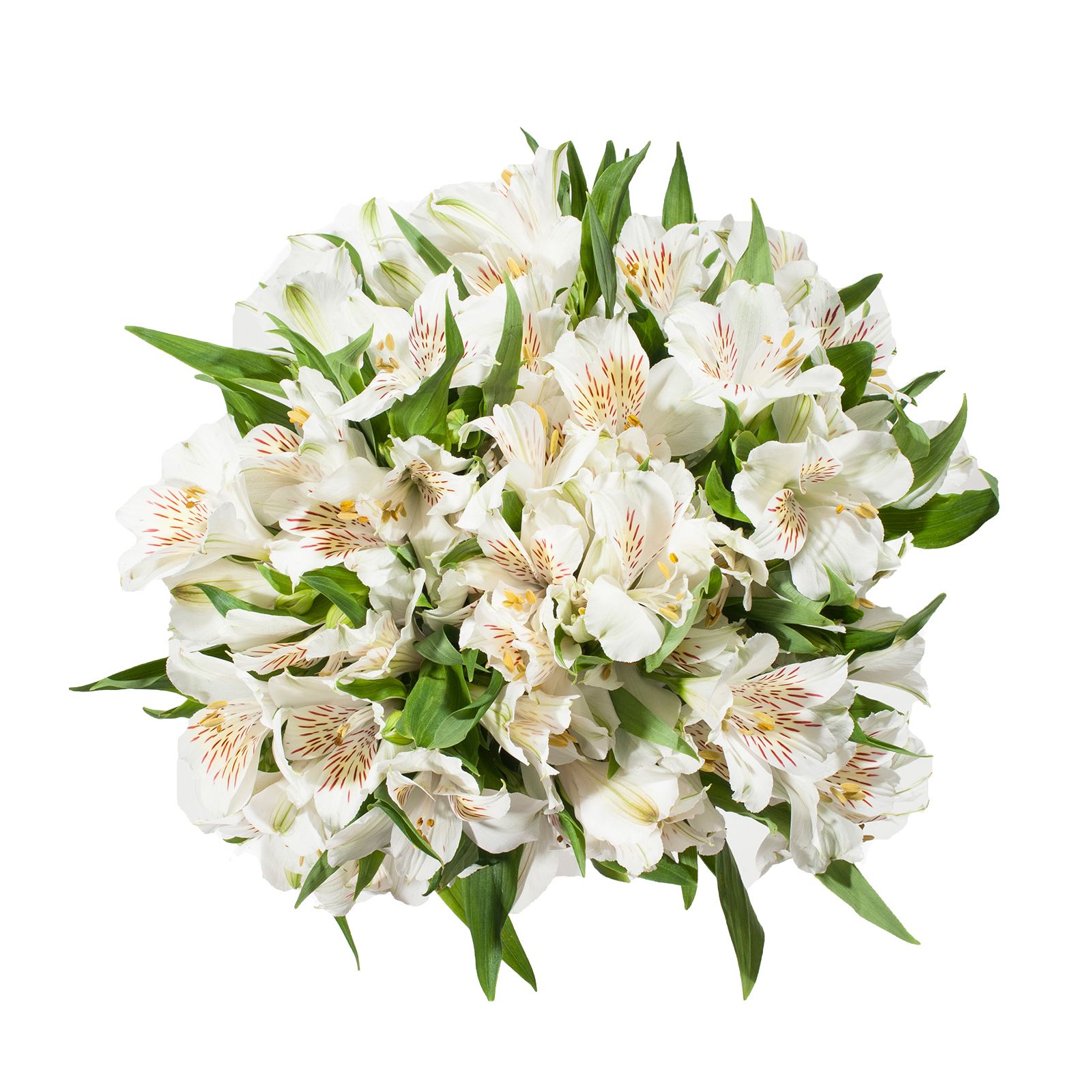 Alstromeria, 120 Stems - White