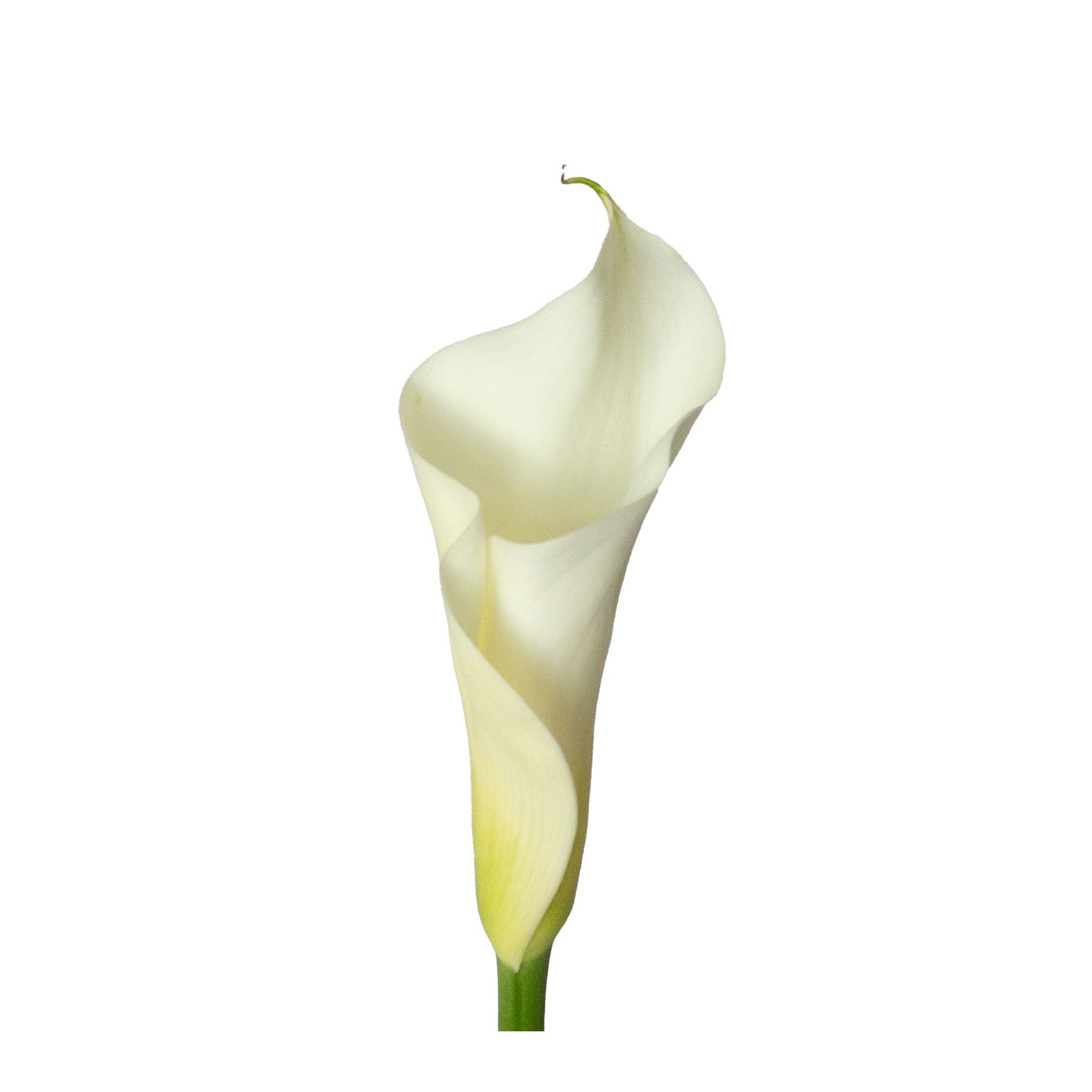 Calla Lilies, 36 ct. - White