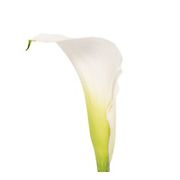 Mini Calla Lilies, 100 ct. - White