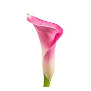 Mini Calla Lilies, 100 ct. - Pink