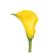 Mini Calla Lilies, 100 ct. - Yellow