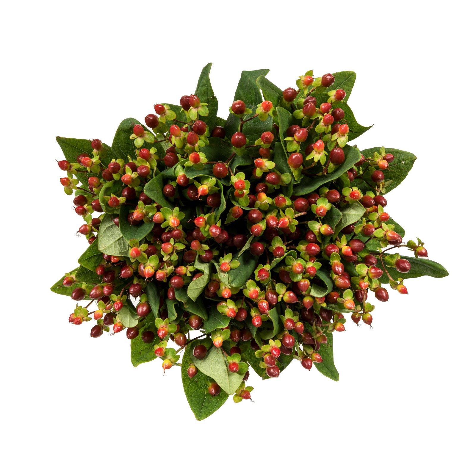 Hypericum, 120 Stems - Burgundy