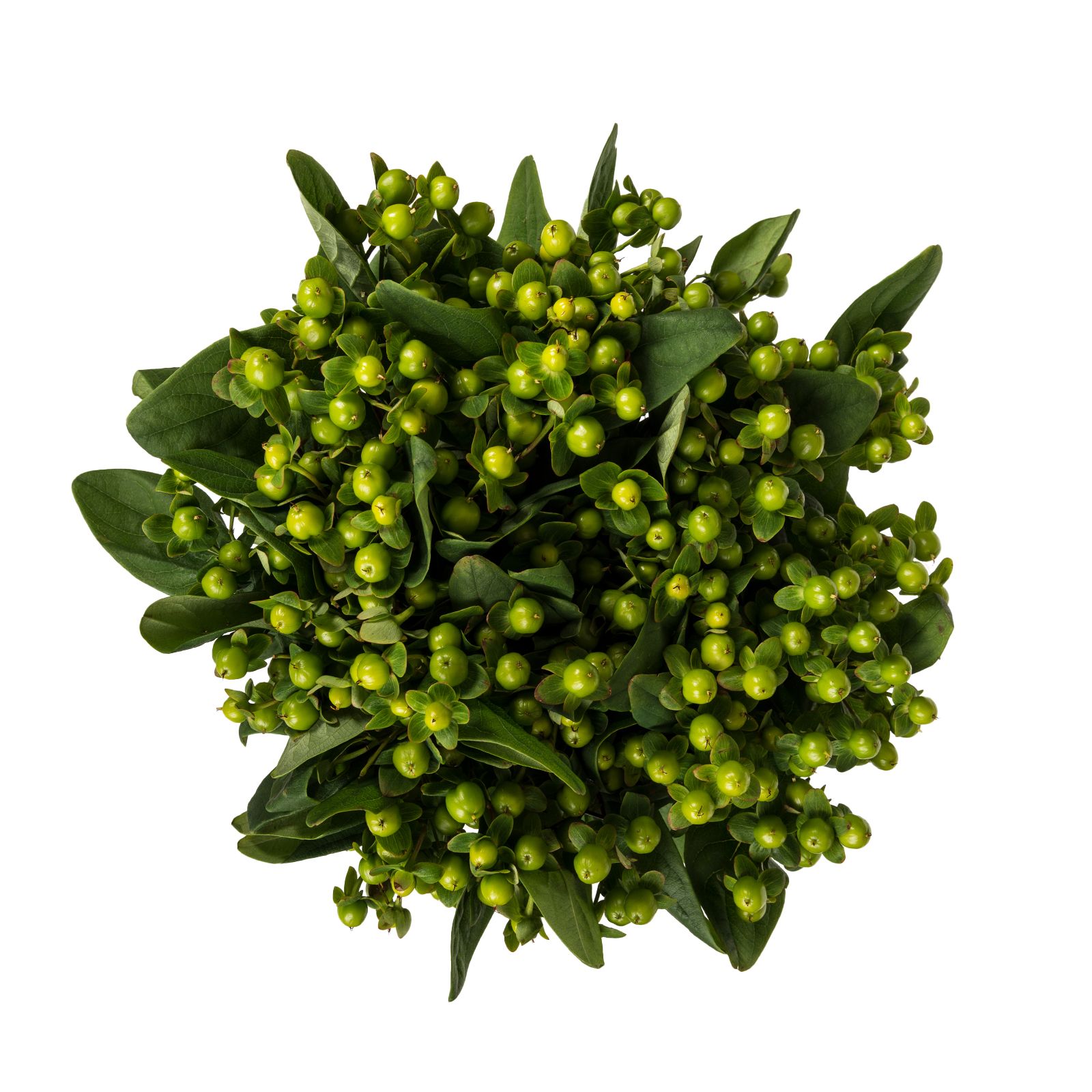 Hypericum, 120 Stems - Green