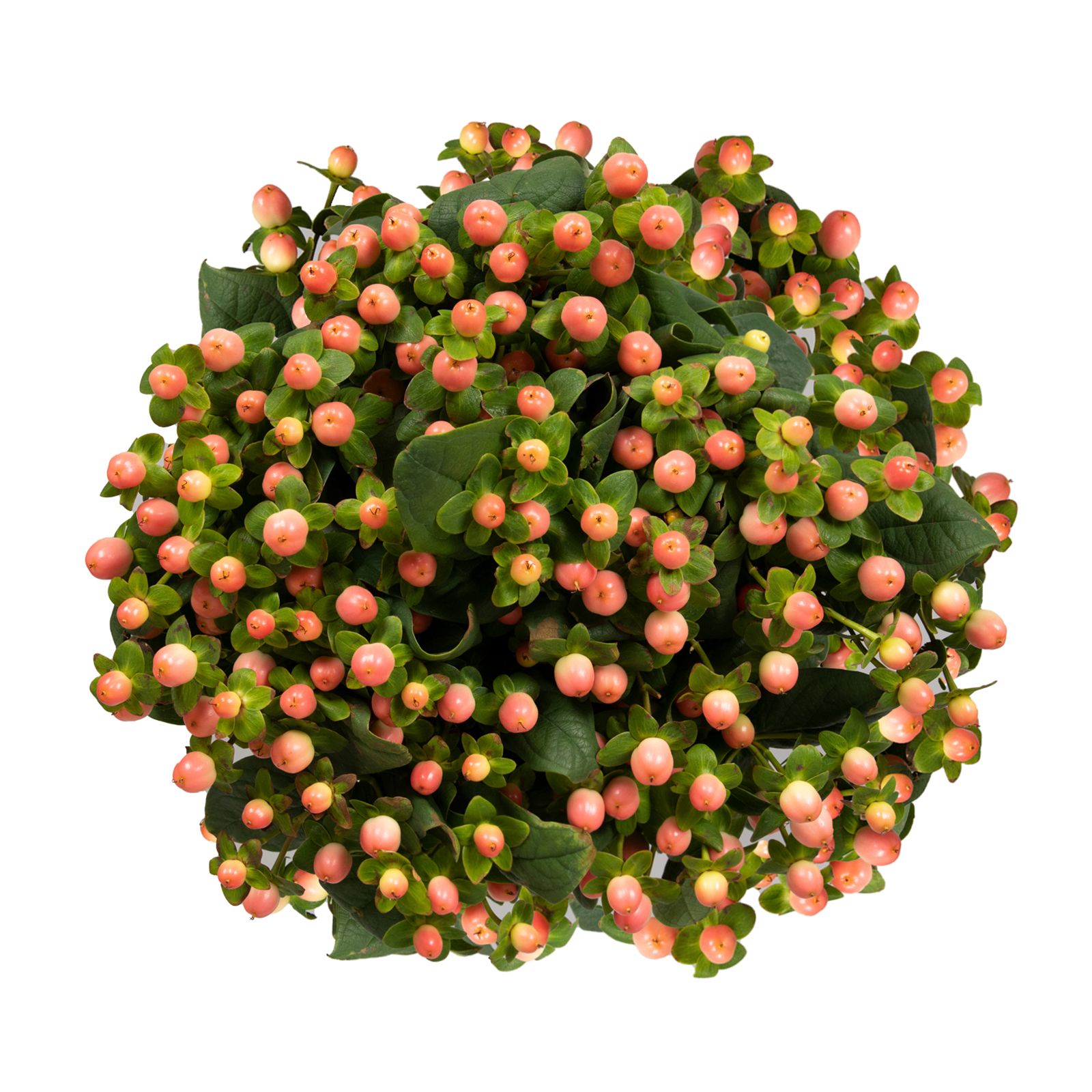 Hypericum, 120 Stems - Pink