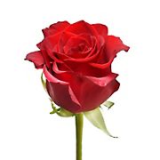Rainforest Alliance Certified Roses, 200 Stems - Red
