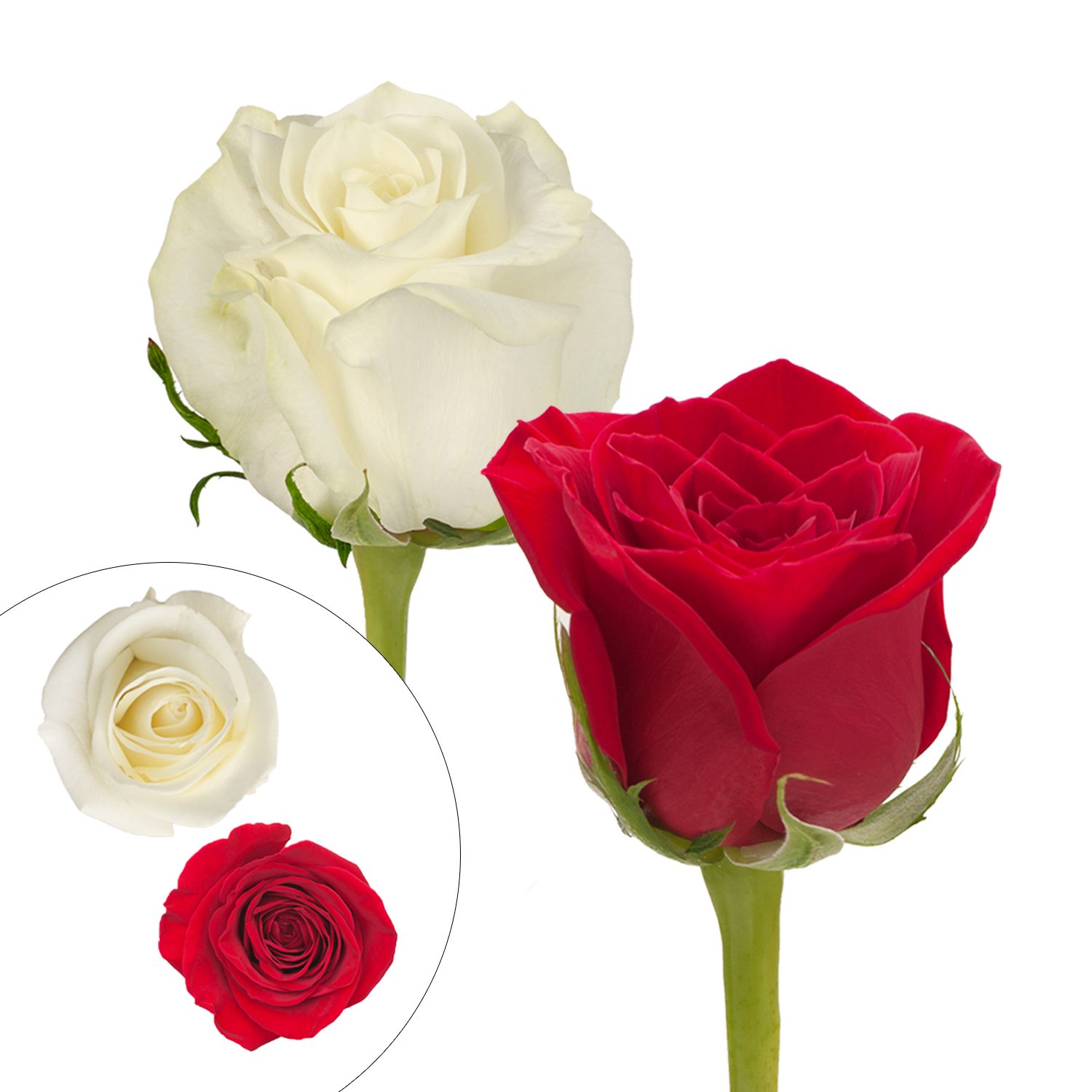 Red & White Roses, 125 Stems