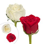 Red & White Roses, 125 Stems
