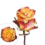 Rainforest Alliance Certified Roses, 125 Stems - Yellow/White