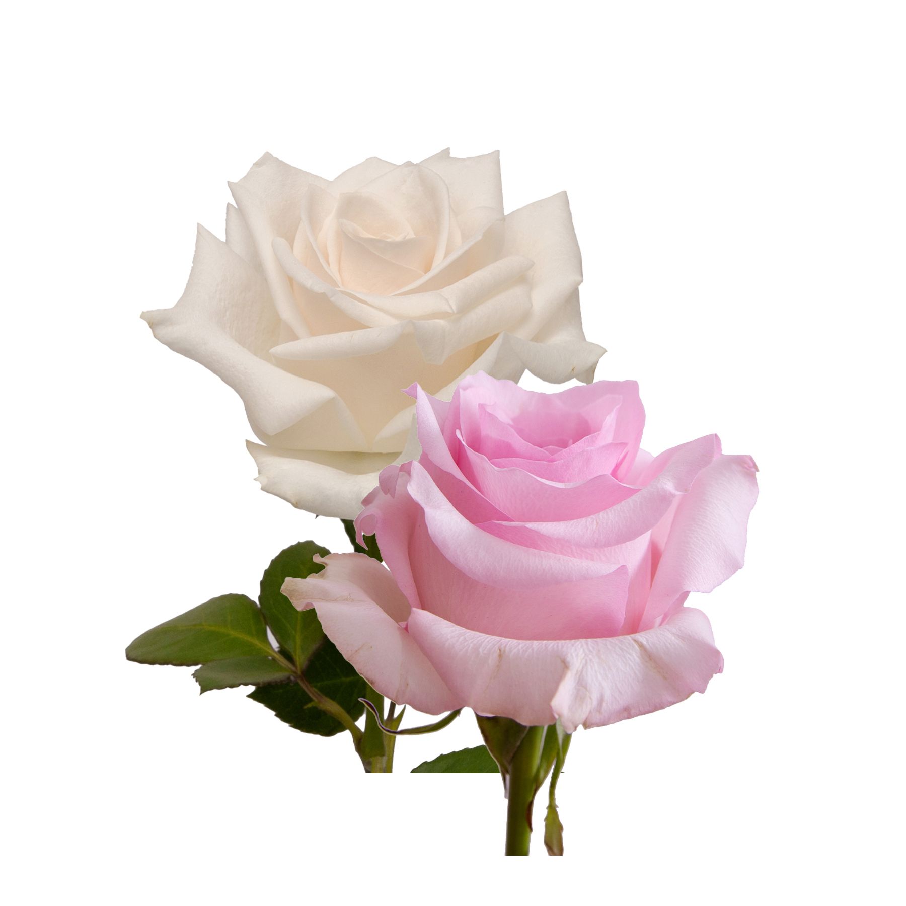 Peach Roses, 125 Stems | BJ's Wholesale Club